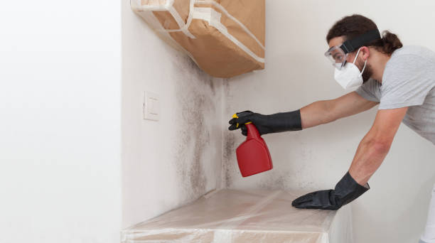 Professional Basement Mold Remediation technician working in Moshannon, PA