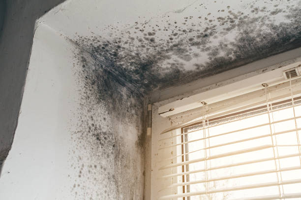 Affordable Basement Mold Remediation solutions in Moshannon, PA
